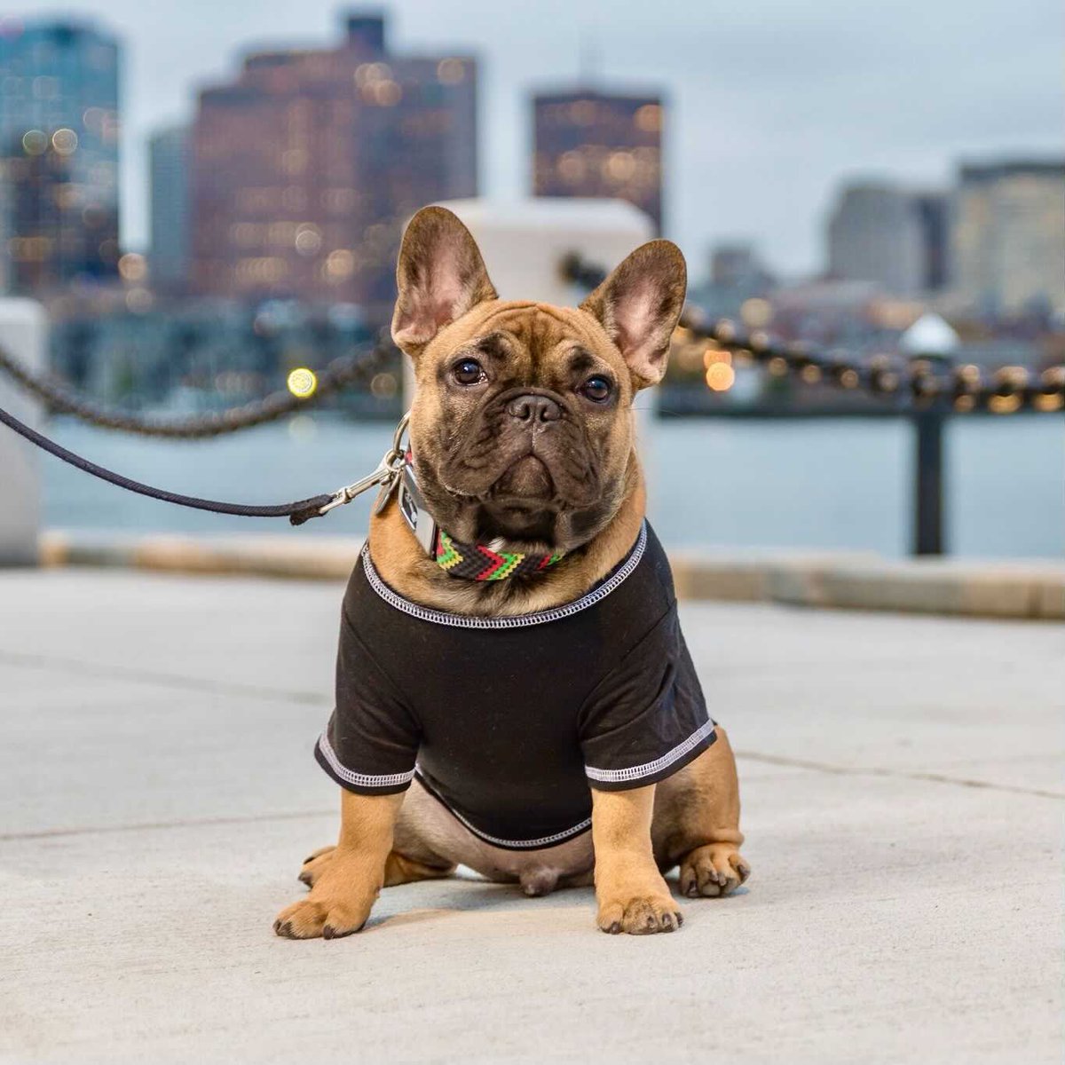 Residents, have we got a treat (no tricks) for you! Join us on Wednesday, 10/28 from 5:30-7pm for a Hallow-Wag Costume Party!  Humans will enjoy @bonetownburgers food truck and beers and pups will enjoy treats from Polkadog Bakery and some play time at #ClippershipWoof dog park!