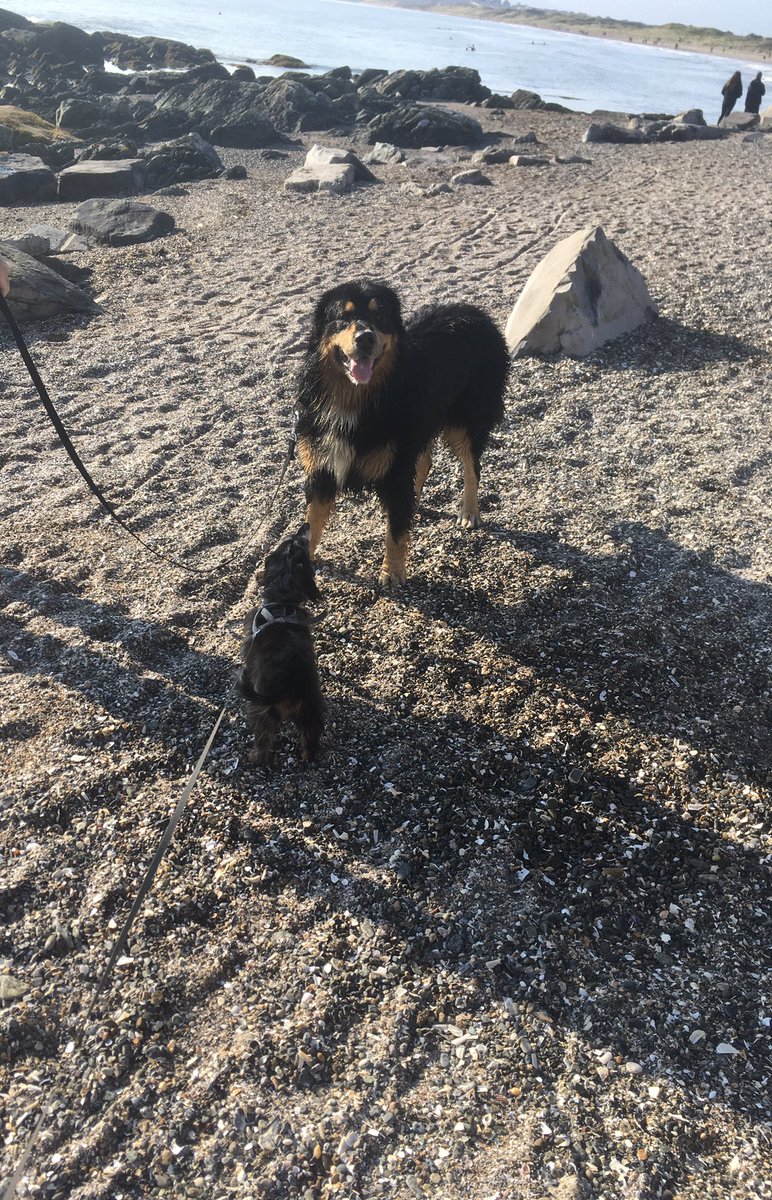 oconojoe's tweet image. Louie met his big brother today🤣