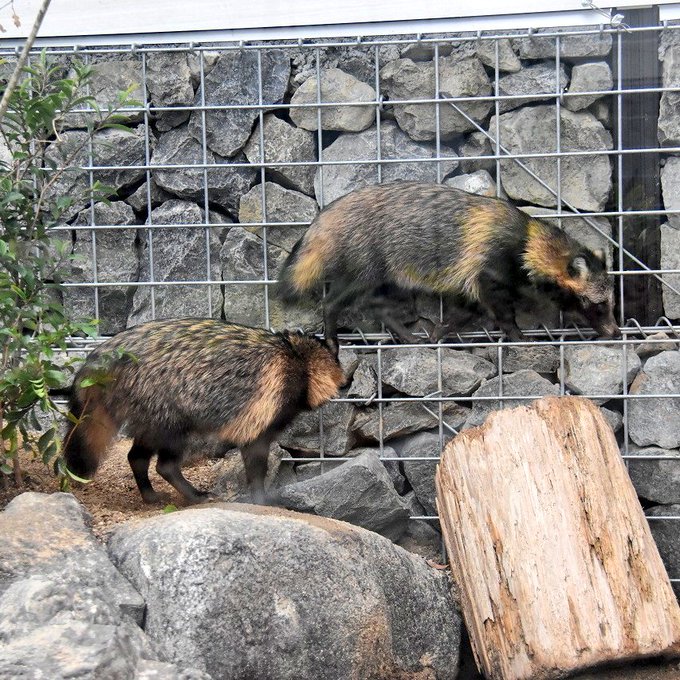 ホンドダヌキのtwitterイラスト検索結果 古い順 ホンドダヌキのtwitterイラスト検索結果 古い順