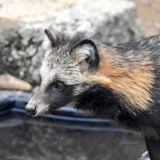 ホンドダヌキのtwitterイラスト検索結果 古い順 ホンドダヌキのtwitterイラスト検索結果 古い順