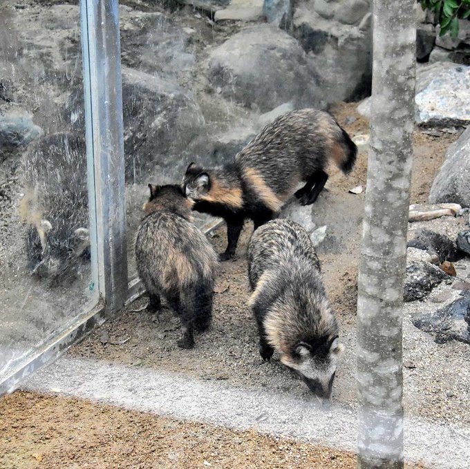 ホンドダヌキのtwitterイラスト検索結果 古い順 ホンドダヌキのtwitterイラスト検索結果 古い順