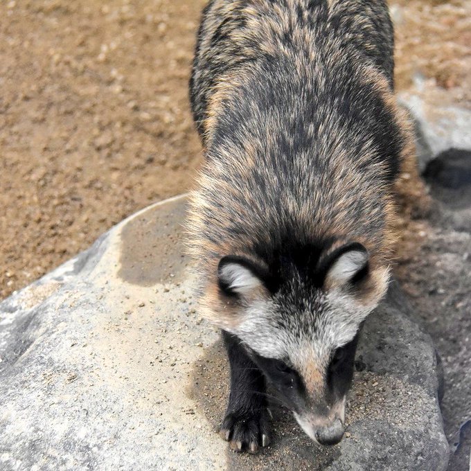 ホンドダヌキのtwitterイラスト検索結果 古い順 ホンドダヌキのtwitterイラスト検索結果 古い順