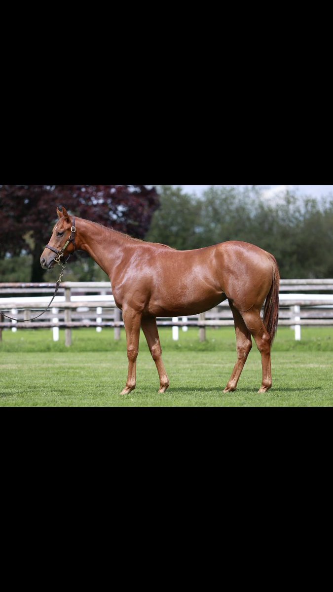 <a href="/HarasduMezeray/">Haras du Mézeray</a> Lot 165 filly by <a href="/godolphin/">Godolphin</a> Exceed and Excel sells for 280K€ <a href="/InfoArqana/">ARQANA</a> October to Anthony Stroud/<a href="/godolphin/">Godolphin</a> thanks for the support and best of luck to new connections