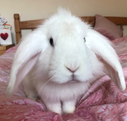 Everyone drop pics of your rescue pets! I’ll start 🥰💛 #AdoptDontShop