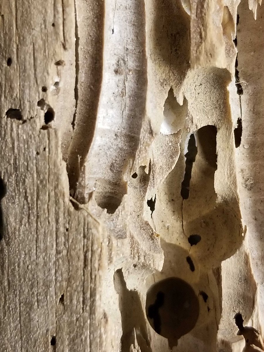 VLMuseum's tweet photo. Don't be bored, we have a new mystery for you! Any ideas what this might be? Let us know your guesses and visit tomorrow for the answer! #VLMMystery #valivingmuseum #museumfromhome https://t.co/LjLegFe4tk