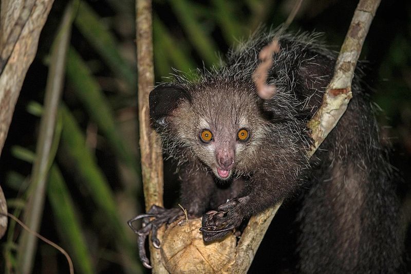 Is it your dream to walk with the #Lemurs of #Madagascar and explore an island geographically isolated from the rest of the world for 80 million years buff.ly/31jD2uh #extinctionisforever #savewildlife #africa #safari #tripofalifetime #travelcorridor #TravelBubble