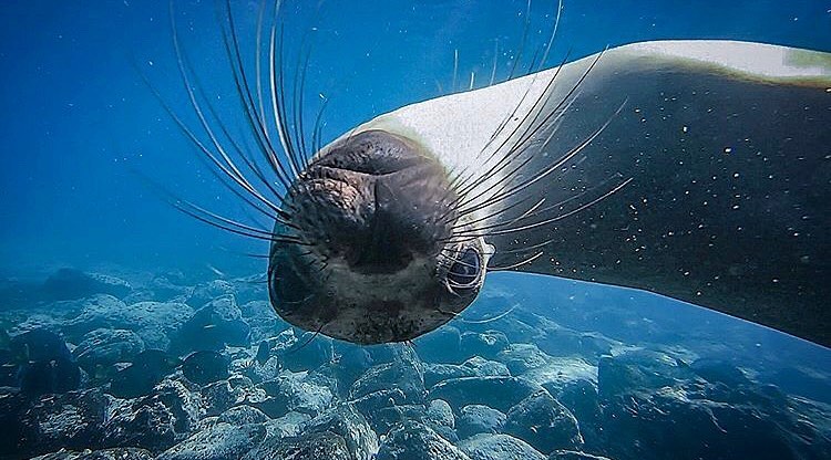 Curious Galapagos seal in the #Galapagos islands.
📸@felixreyesphotography  
#travel #sealion #ocean #marine #galapagosislands #explore #scuba #snorkel #vacation
