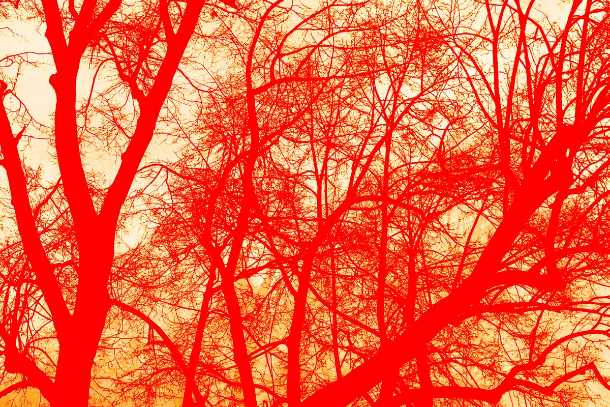 the capillary system