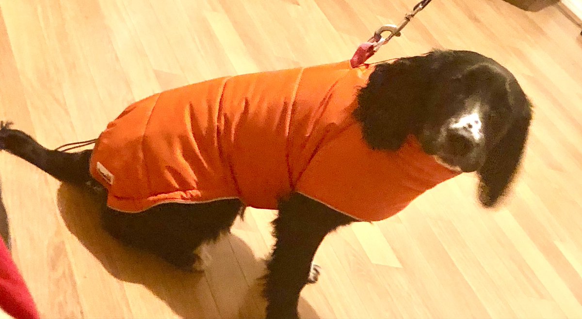 Boomerang Healthcare Therapy Pup Daisy showing off her new Boomerang Branded winter coat #pedigreepup #onbrand 
<a href="/HealthBoomerang/">Boomerang Healthcare</a> <a href="/TenderBoomerang/">ISO, Management Consultancy & Tenders</a>