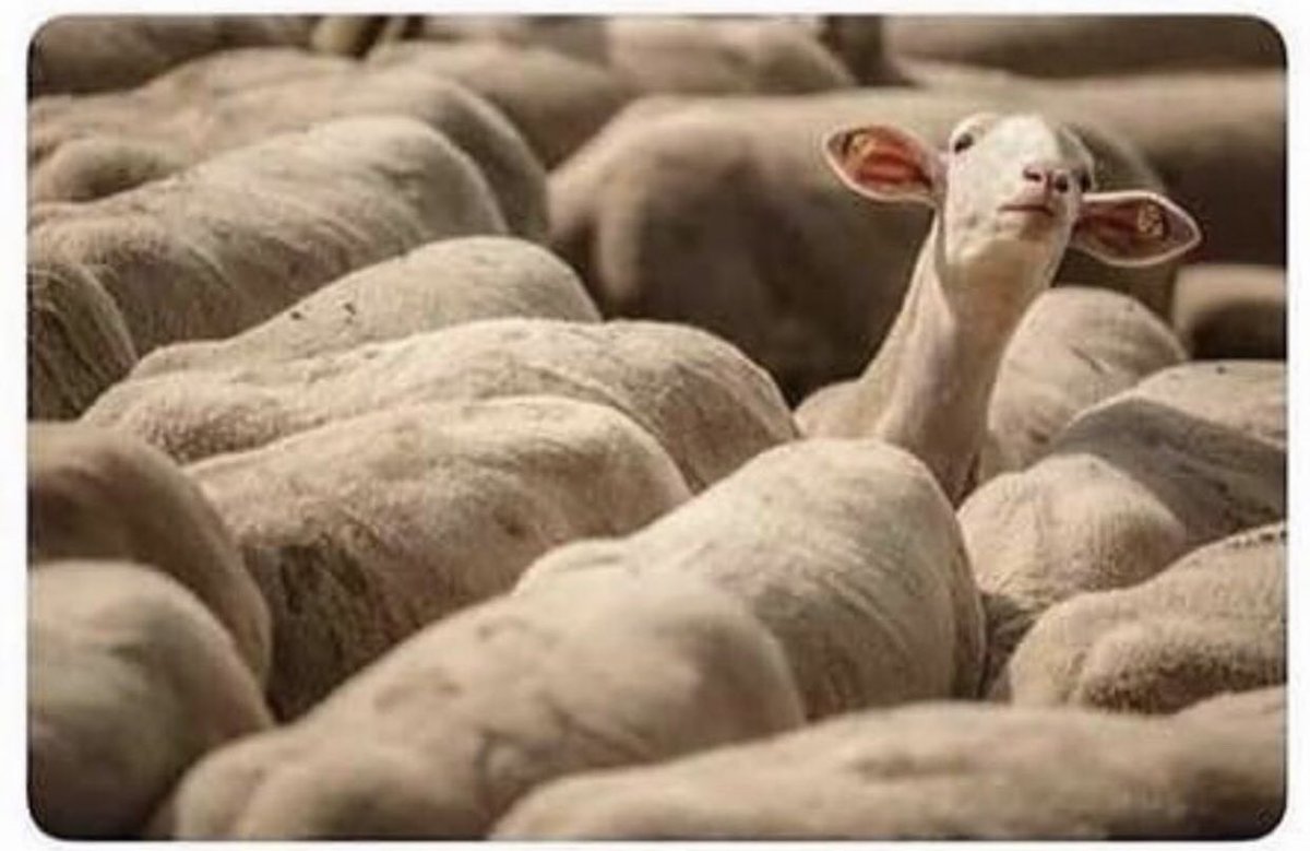 SoccerGirlFC's tweet image. Every GK trying to see over everyone on a corner kick