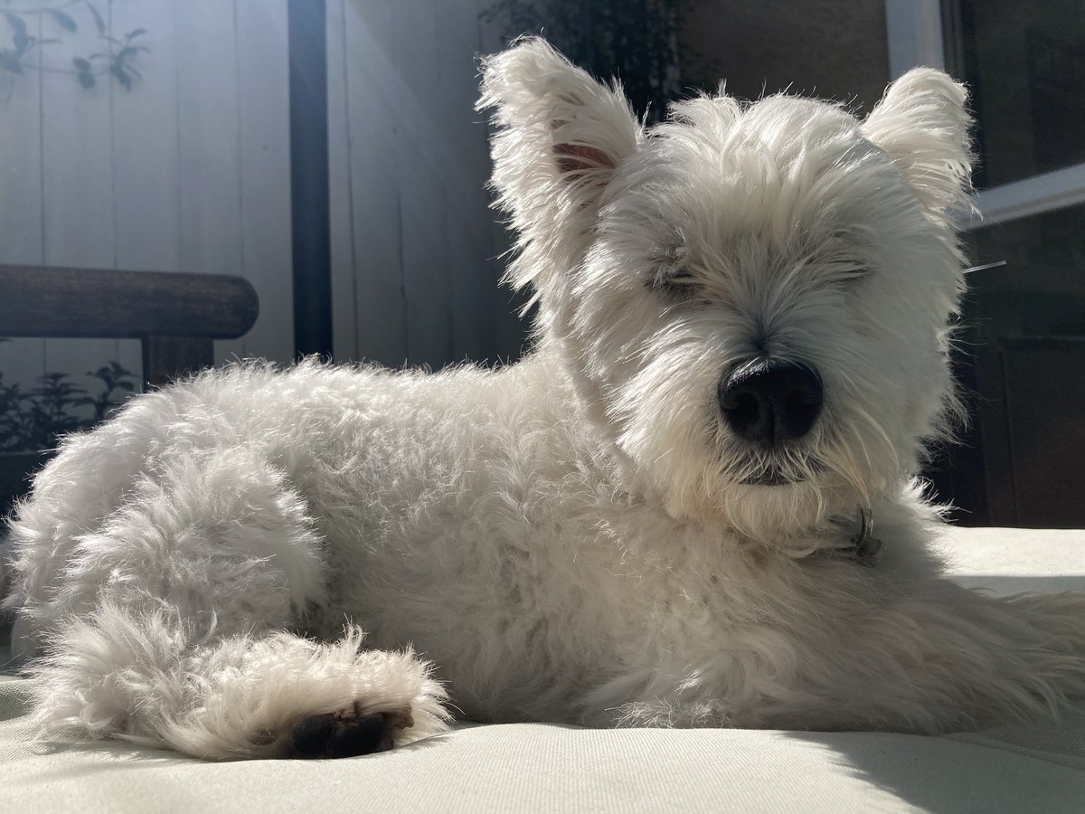 NicoleVolE's tweet photo. Little nap in the sun #Westie #dogs #dogsoftwitter @worldofwestie https://t.co/zUeo4Yb1WX