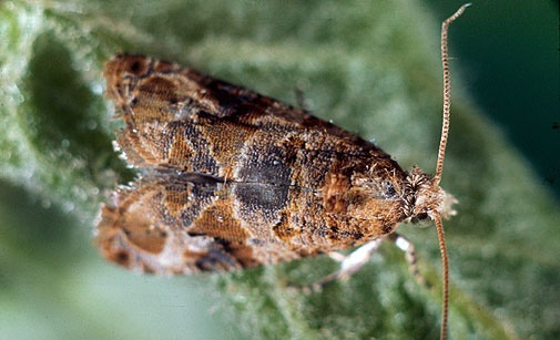 sieclevert's tweet image. #Portraitderavageur - Qui suis-je ?
D’une chenille vert-jaunâtre, je deviens un papillon doué pour le camouflage. J’engendre plusieurs générations et de gros dégâts à tous les stades de développement de la #vigne. 
🦋L'eudémis ou tordeuse de la grappe
#protégeonslescultures