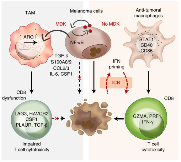 A new study by Marisol Soengas, David Olmeda &amp; cols, shows secretion of MIDKINE by #Melanoma cells modulates anti-tumor #Immunity and determines responses to #Immunotherapy in patients nature.com/articles/s4159… <a href="/CNIOStopCancer/">CNIO Stop Cancer</a> #Cancer #immunology