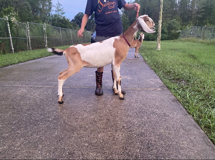 SteinbrennerFfa's tweet photo. Good luck to Acelyn at the Hillsborough County Fair! Acelyn will show her dairy goats and her steer next week and her turkey this week. Acelyn’s turkey will be auctioned this Saturday at 1:00. If you are interested in purchasing Acelyn’s turkey please reach out! https://t.co/AoQEcCqp72