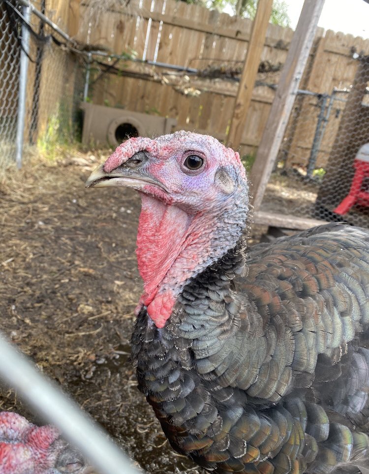 SteinbrennerFfa's tweet photo. Good luck to Acelyn at the Hillsborough County Fair! Acelyn will show her dairy goats and her steer next week and her turkey this week. Acelyn’s turkey will be auctioned this Saturday at 1:00. If you are interested in purchasing Acelyn’s turkey please reach out! https://t.co/AoQEcCqp72