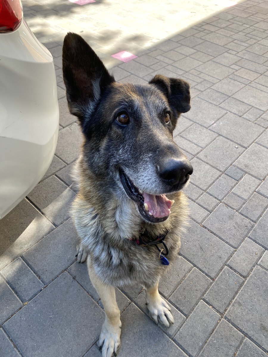 WeRateDogs tweet media