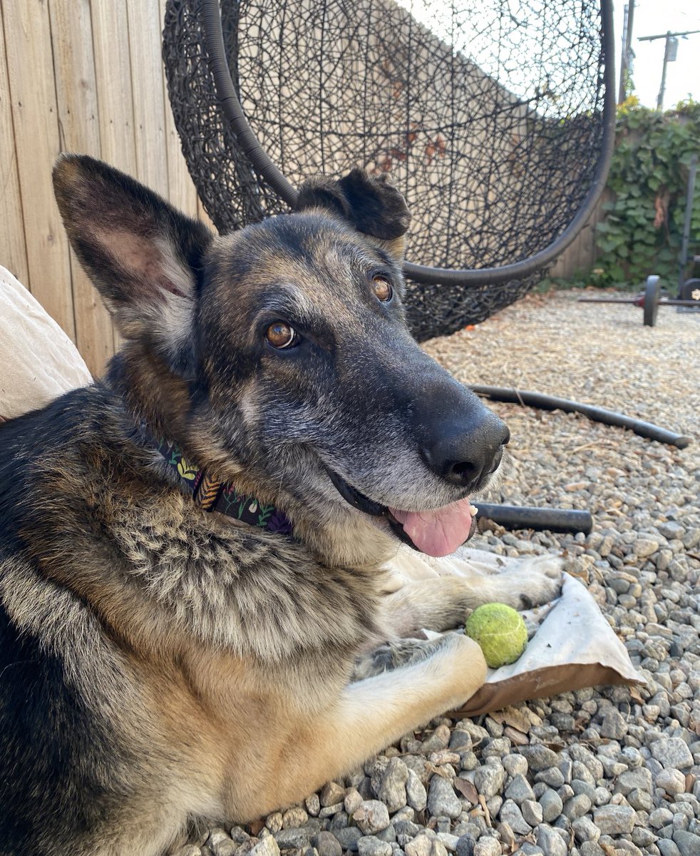 WeRateDogs tweet media