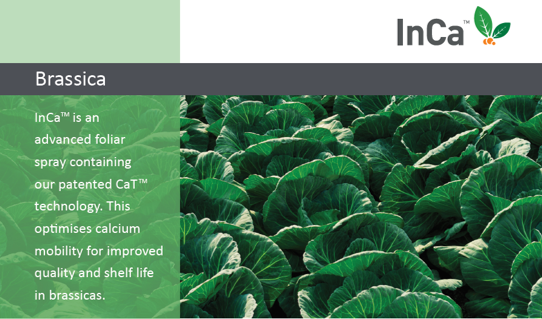 Our Brassica product sheet is here!

It details our InCa™ foliar spray containing our CaT™  technology, optimising calcium mobility to improve quality and shelf life in brassicas.

Access the sheet here: bit.ly/3kdxqt1

#PlantImpact #CropCare #Brassica #ProductSheet