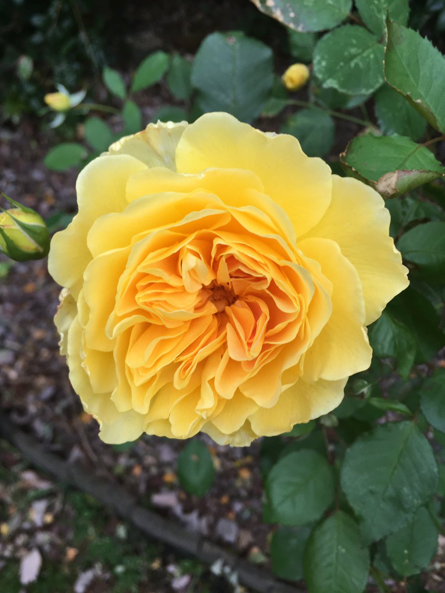 AdeBriggs's tweet photo. One of my Molineux roses today. Beautiful sign for a fantastic result? #anythingpositive 🐺 https://t.co/p09rtRDvmq