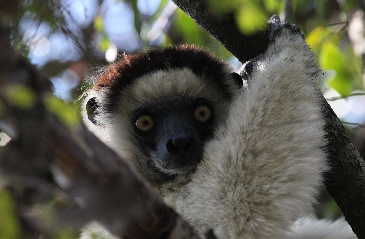 There is no place like #Madagascar ..............................no place! #lemur #safari #wildlifephotography #roadtrip #islands #Africa #travel #travelblogger