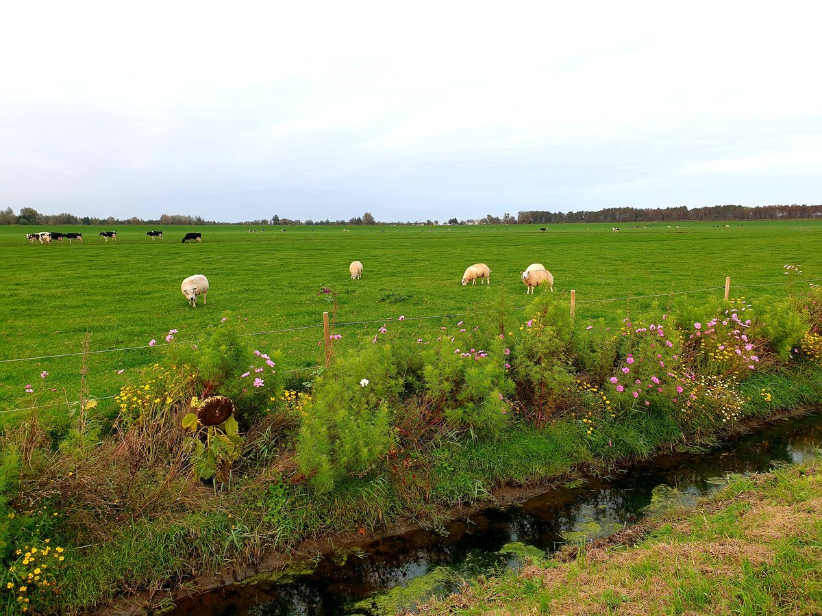 Martin1960's tweet photo. Maandagmiddagminirondje, 38 km ππ΄ββοΈβ
https://t.co/UgnR06sRTs #Alphen #TerAar #Papenveer #LangeraarsePlassen #Langeraar #Bilderdam #Vriezekoop #Leimuiden #Rijnsaterwoude #Woubrugge #Alphen https://t.co/qyp30QcFPO