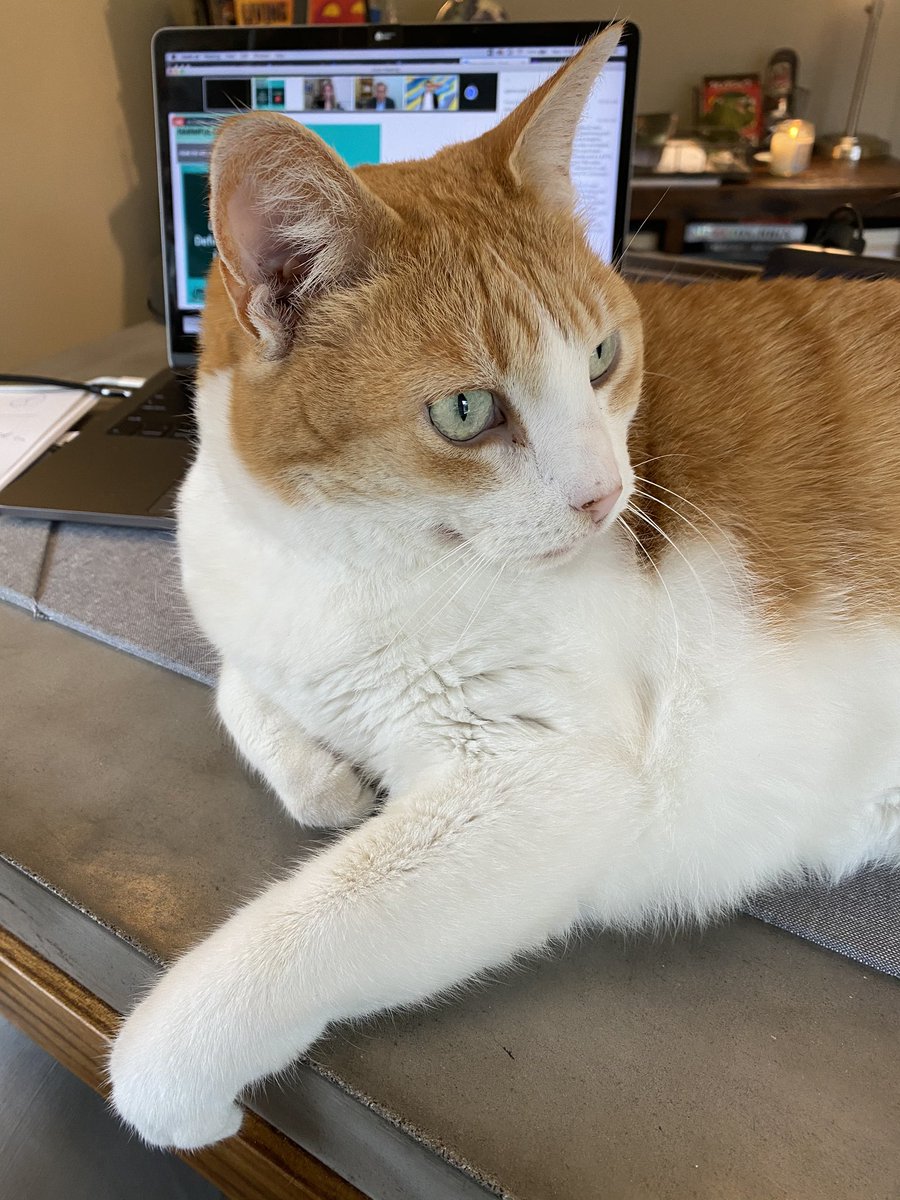 CraigStacey1's tweet image. My ad cat Carmel..🐈..joining over 400 CMOs from across the globe for today’s @ANACMOMasters #growthsummit &amp;amp; #actionsnotads workshop...