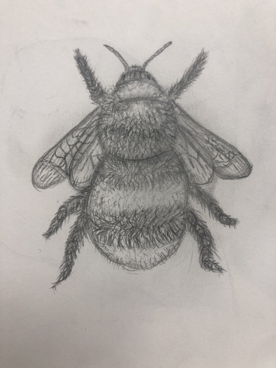 primaryteachew's tweet photo. All of our form and shading work has led to our insect project! Each child drew their own bee, using construction shapes, mark making and shading 🐝 https://t.co/GBfIHI8g1u
