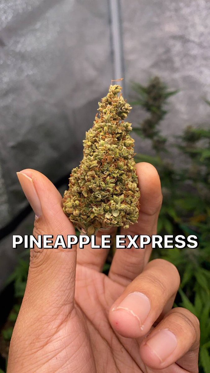 youngbr03328192's tweet photo. #smoke #smokingkush #smokingweed #highallday #smokinggas #medicalmarijuana #smokefree #freesmoke #blunt #cigars #weeddelivery #kushdelivery #ogdelivery #blackwood #backwood #blunt #weedbkk #ogbkk #kushbkk #kushcnx #weedcnx #ogcnx https://t.co/AVHEC3ltnT