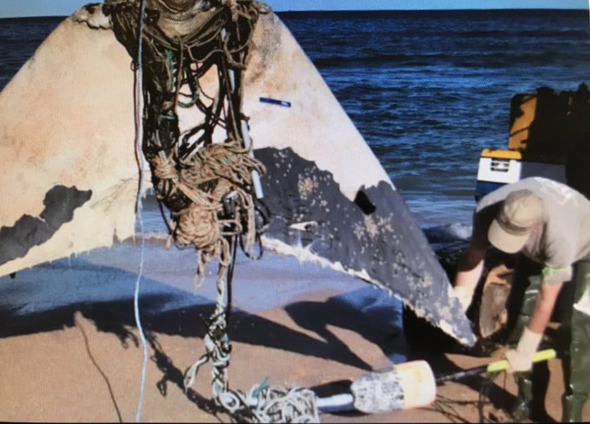 davabel's tweet photo. This newly surfaced video from several years ago appears to show rare footage of New England lobster gear entangling and killing an endangered North Atlantic #rightwhale off the coast of Florida.
https://t.co/FSiW5XYIUZ https://t.co/ovpLaoDaYI