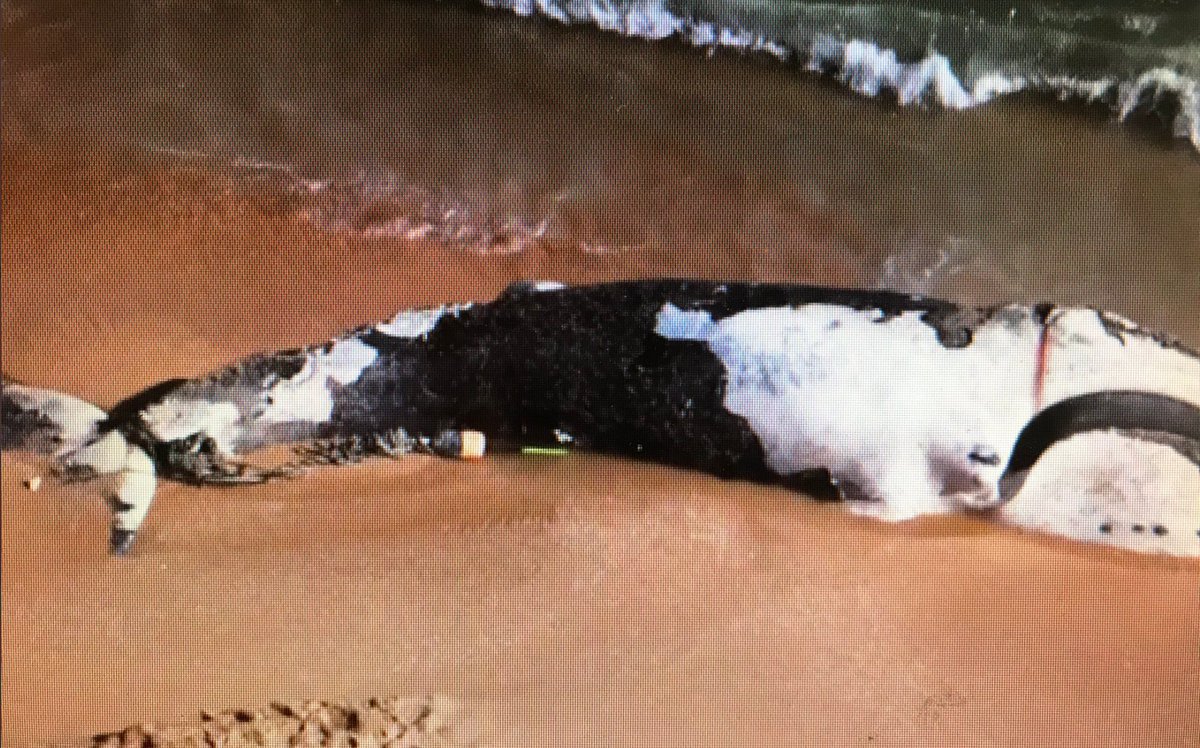 This newly surfaced video from several years ago appears to show rare footage of New England lobster gear entangling and killing an endangered North Atlantic #rightwhale off the coast of Florida.
facebook.com/FWCResearch/po…