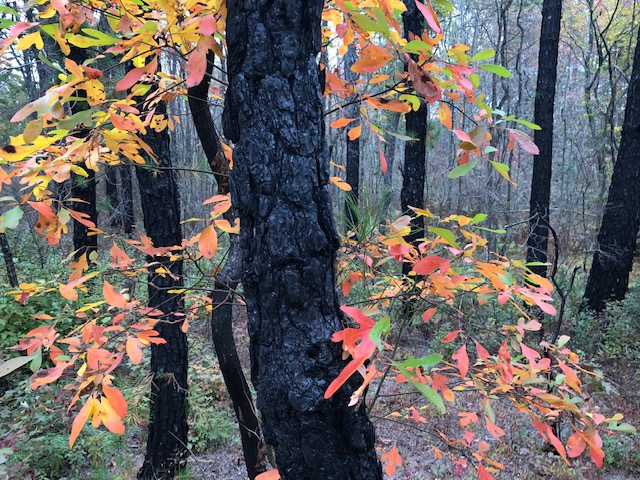 AmericanForests's tweet photo. Living proof in the New Jersey Pine Barrens that forests thrive if we allow #goodfire - prescribed burns - happen. #Forest4Climate @US_N4C https://t.co/f7Ii6IIjjt