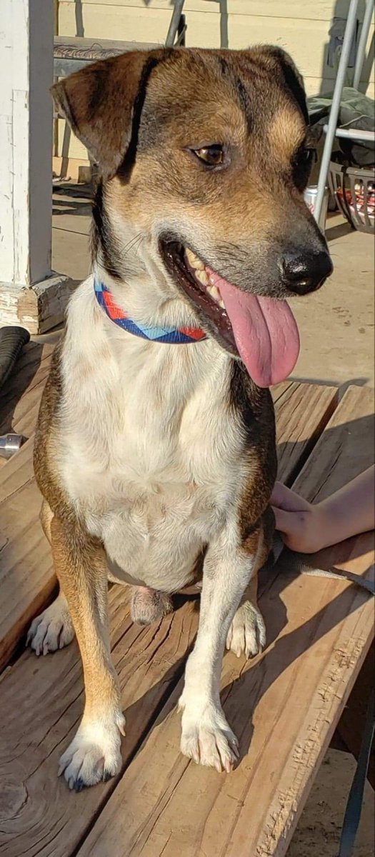 Buddy needs a home! He is a kid and cat loving beagle mixed boy who is only about one year old. 🐾
furrytalesrescue.wixsite.com/home

#furrytalesanimalrescue #adoptme #beaglemix #rescue #fosterhome #saved #dogsoftwitter