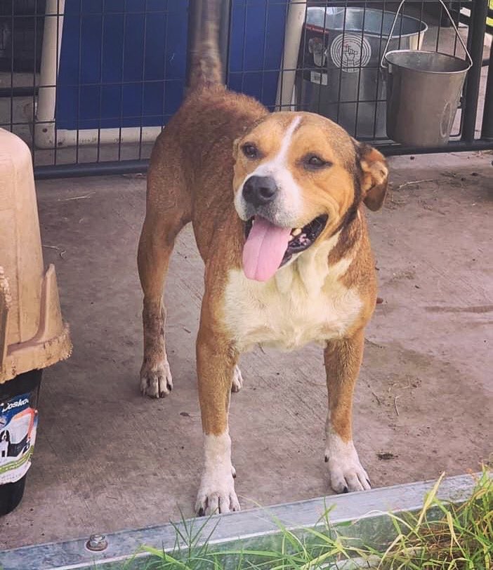 Regmund is a mature 3yr old, 50lbs, and guessed to be hound/pit blend who is looking for a loving home. He has been a snuggly, lovable boy and gets along with other dogs.
furrytalesrescue.wixsite.com/home

#furrytalesanimalrescue #deathrow #saved #adoptme #fostercare