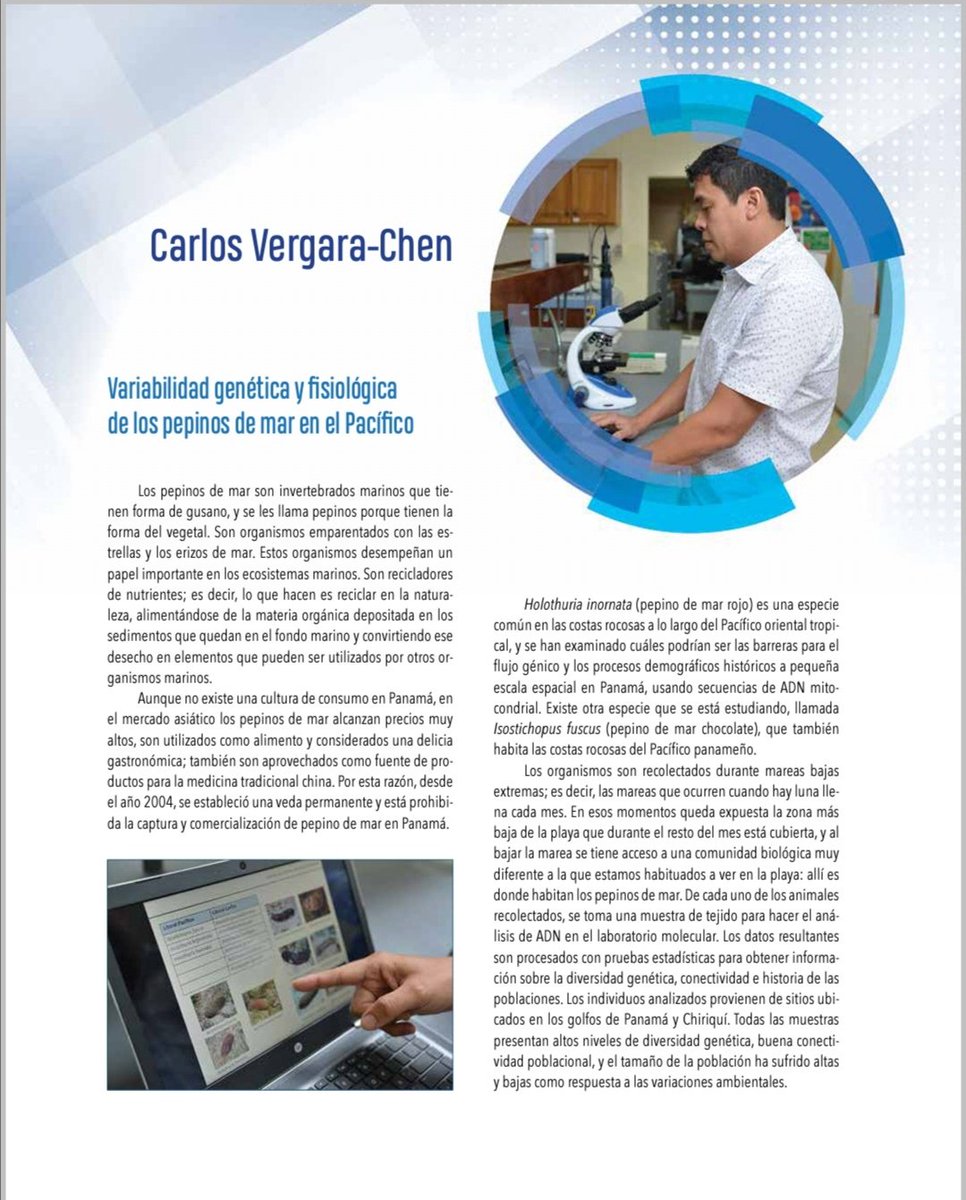 vergara_chen's tweet photo. Nuestro aporte a la comprensión de las poblaciones y comunidades marinas: Diversidad genética, estructura de población y fisiología ecológica de pepinos de mar en el Pacífico de Panamá, apoyado por la @senacyt #UTPinvestiga #océano #ecología #equinodermos #Panamá https://t.co/lI8nPxd1Yw