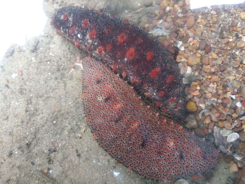 vergara_chen's tweet photo. Nuestro aporte a la comprensión de las poblaciones y comunidades marinas: Diversidad genética, estructura de población y fisiología ecológica de pepinos de mar en el Pacífico de Panamá, apoyado por la @senacyt #UTPinvestiga #océano #ecología #equinodermos #Panamá https://t.co/lI8nPxd1Yw