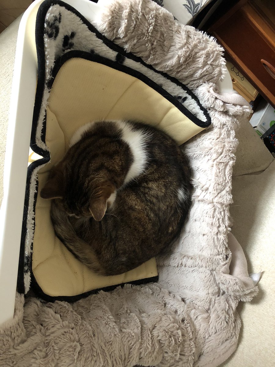 BusinessHeartAN's tweet photo. @Number10cat He graciously took the afternoon shift for me... https://t.co/4ZgT5gddjG