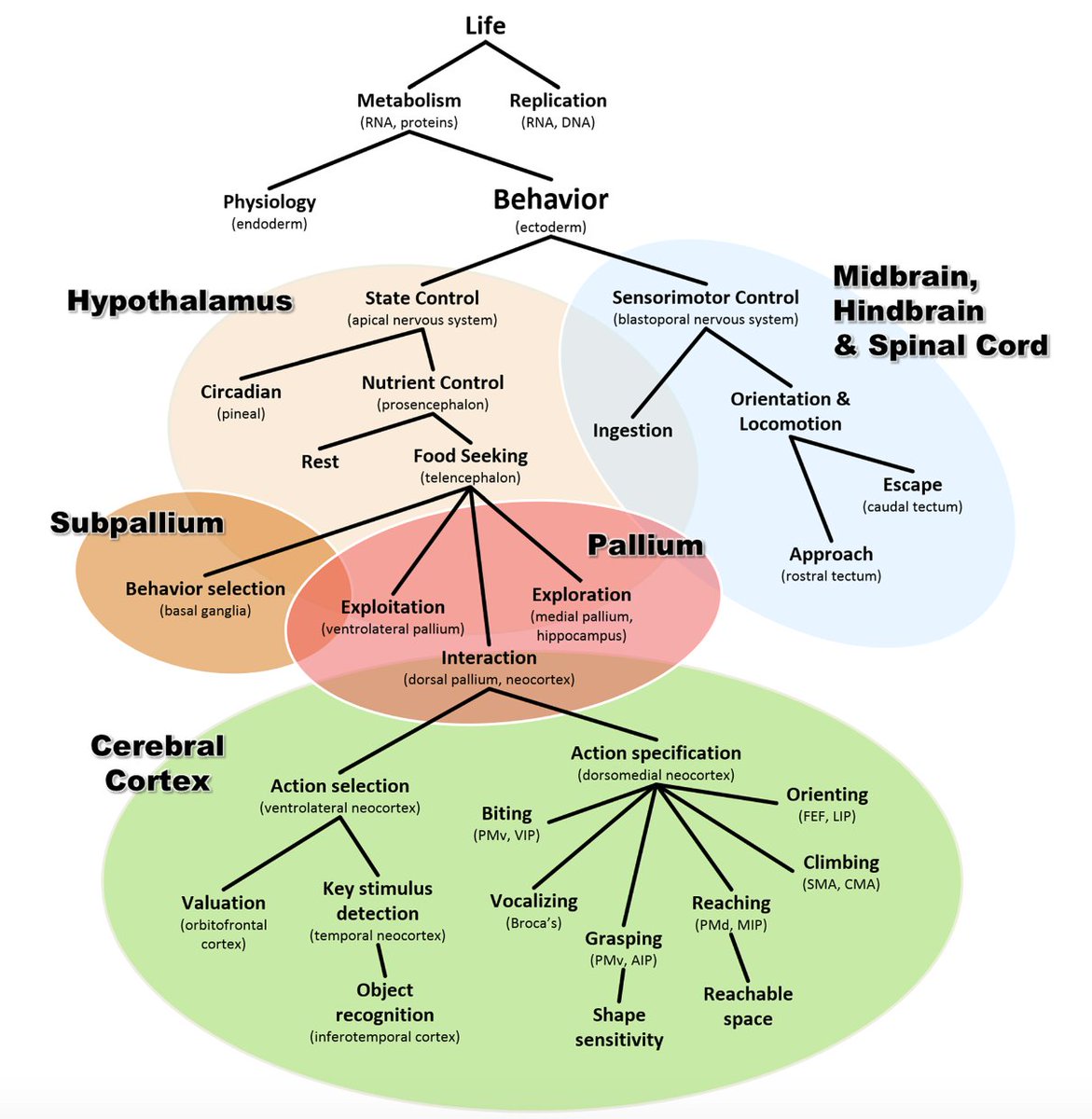 Paul Cisek decided he had enough with the conventional taxonomy of cognition (i.e. input, output, cognition) and decided on a new taxonomy.