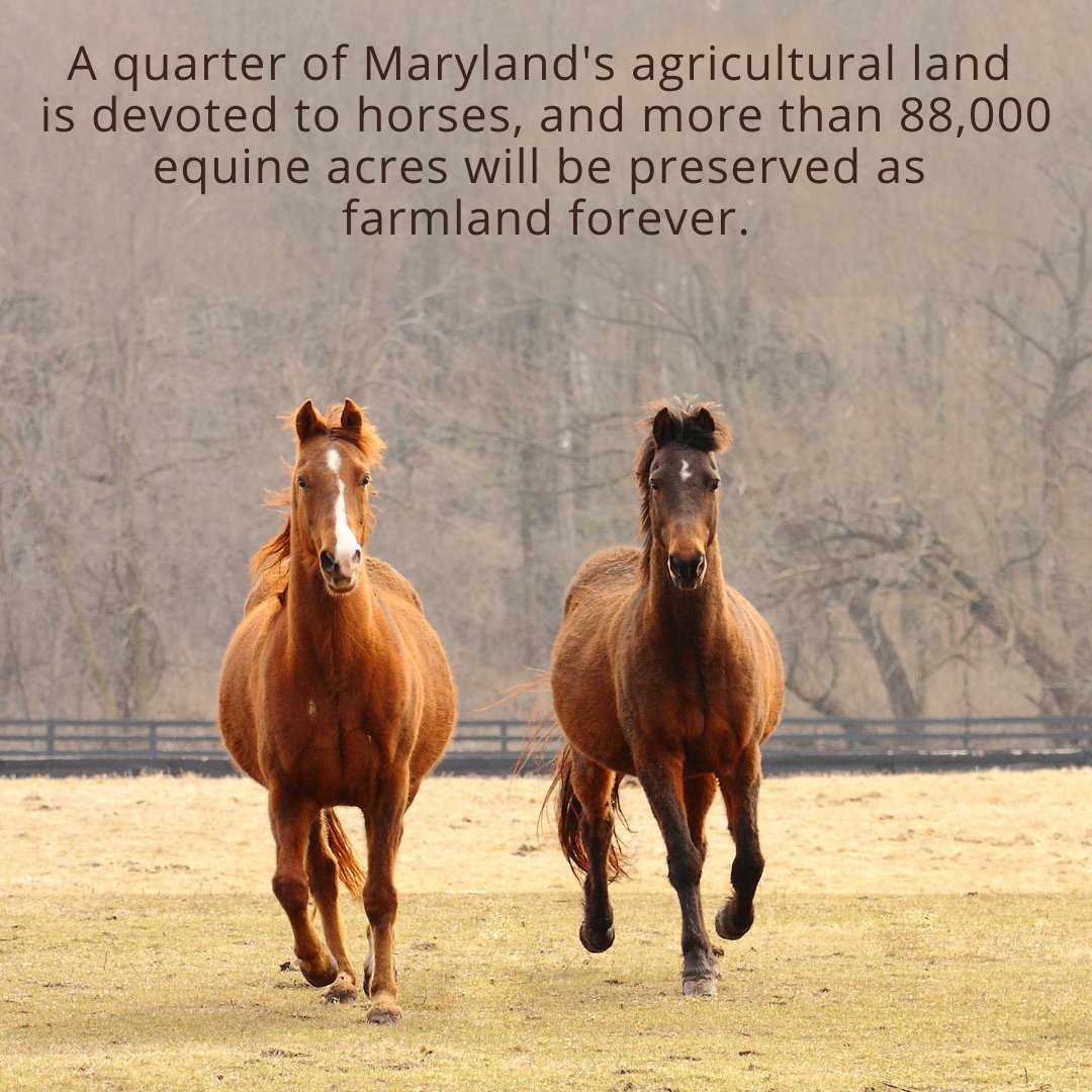 Did you know? The pastures where horses live, exercise and graze are among the best filters to protect the Chesapeake Bay. #MyMdFarmers #MarylandHorseMonth #ChesapeakeBay #ProtectTheChesapeake https://t.co/OdCtF5u1Ah