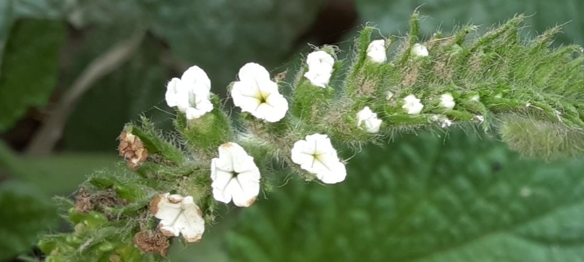 Tui Tui Sona tweet media