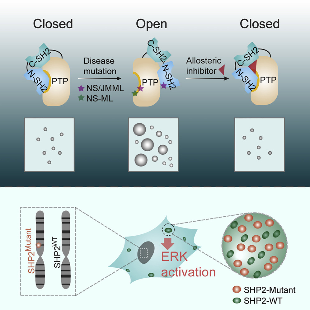 CellCellPress's tweet photo. Out now! #Phase separation of #disease associated SHP2 #mutants underlies MAPK #hyperactivation. https://t.co/qVwmZVrs04 https://t.co/sP0NTHHDNt