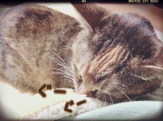 眠る猫のtwitterイラスト検索結果