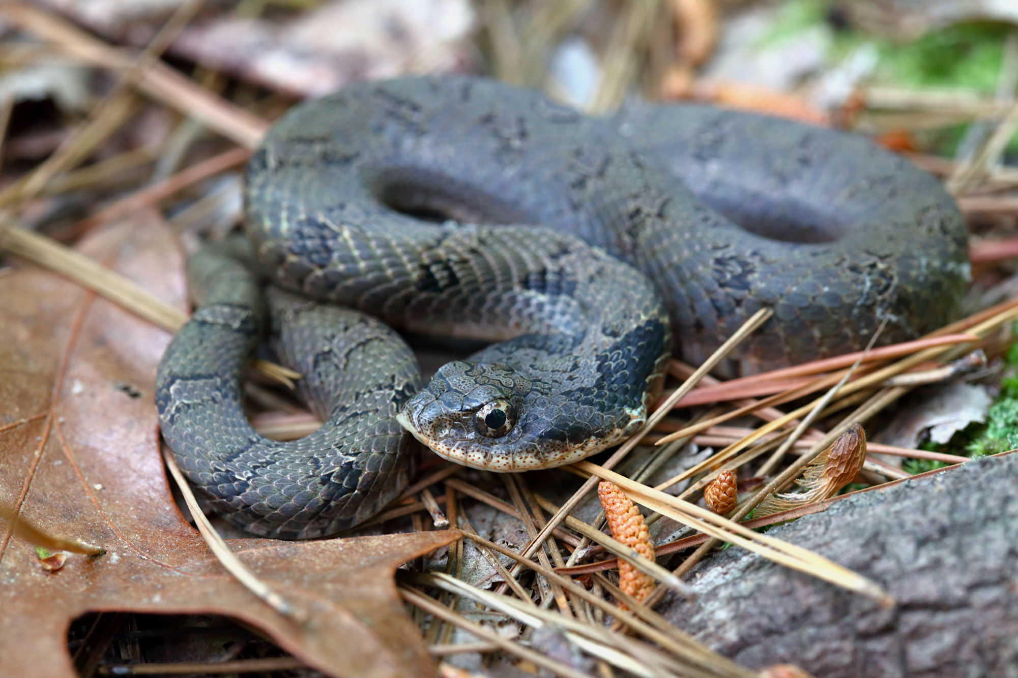 North Carolina Zoo on X: A snake playing possum? Eastern hognose snakes  play dead as a defense mechanism called thanatosis. Hognoses write around  before opening their mouth & letting their tongue hang