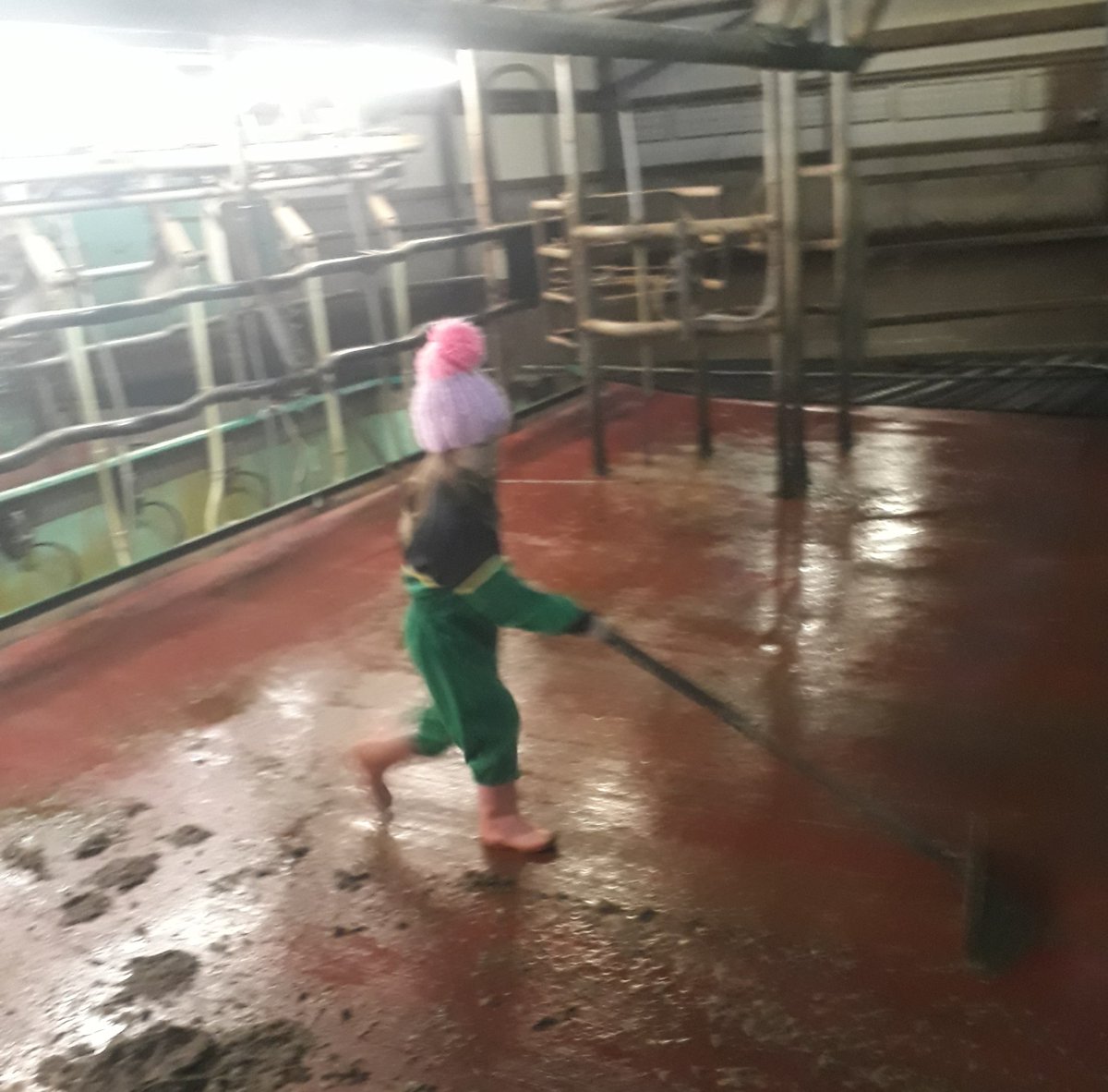 Our youngest who is 5 currently thinks scraping up after milking is the greatest thing ever...😍#toocute