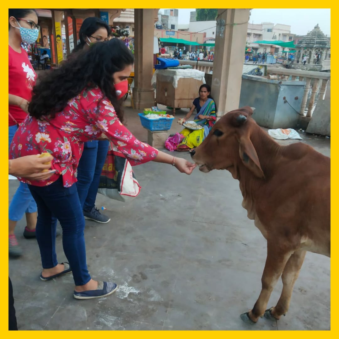 wehelphelpers's tweet image. At atime when the animals are left in lurch due to lack of access to food amidst these hard times, our volunteers stepped forward to feed and equally take care of them. A sight ofour members in Dakor feeding animals and playing acrucial part towards animalwelfare. 
#WeHelpHelpers