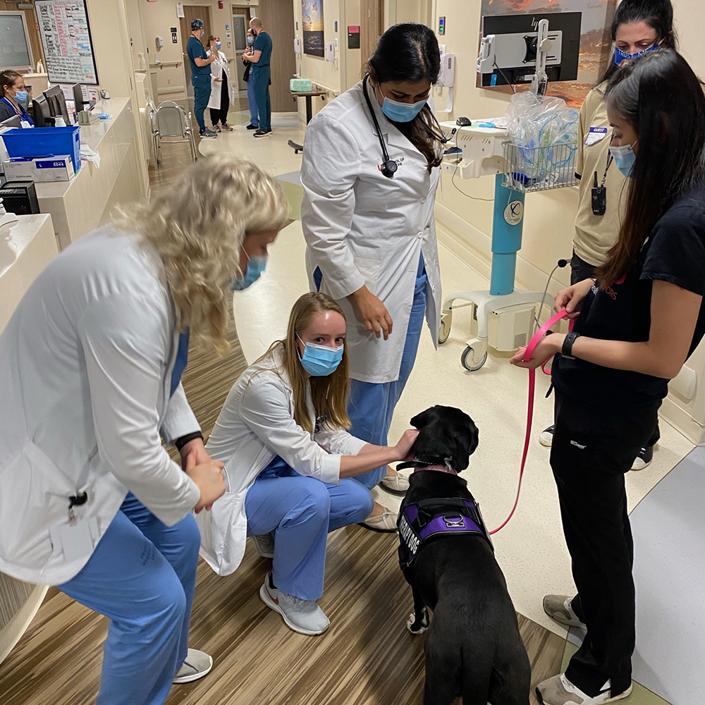 UofLHealth's tweet photo. Meet Roo, UofL Hospital’s new facility therapy dog! Here she is meeting some of her future coworkers at UofL Hospital.
We're looking forward to the many ways Roo can enhance the care and recovery of our patients. #PowerofU https://t.co/BDV3XhFvJh