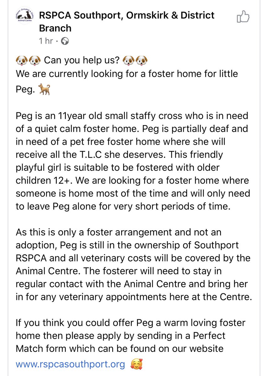 joynes85's tweet photo. *Foster home needed* Can anyone offer the adorable Peg a foster home. She’s 11 years old &amp; needs a quiet foster home without any other animals. She can live with older children +12 years. Think you can? Get in touch with @RSPCASouthport please share 🐶❤️ https://t.co/XZ7L4Z85ZU