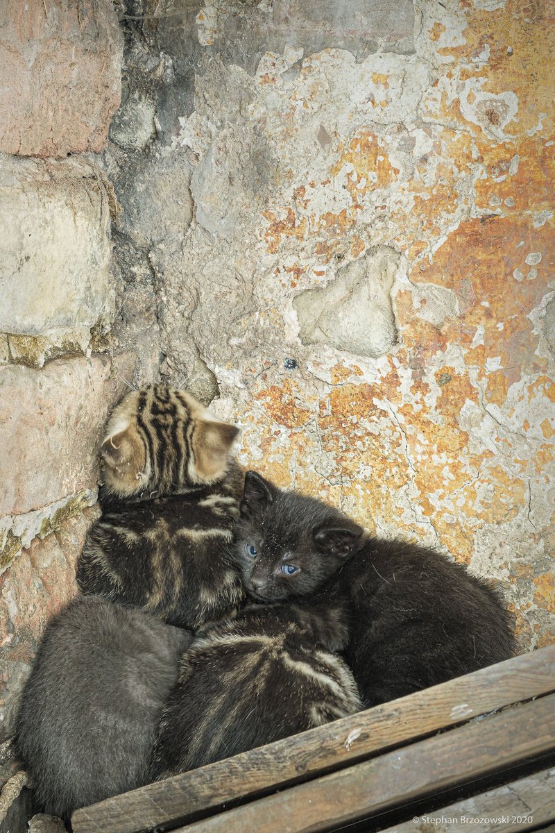 stephanbrz's tweet image. Open door of ruined farmhouse on #EastFellside of #Cumbria beckoned me. On entering, a barn owl flew out. House has never had electricity or water, but has a lovely old range from Victoria Foundry of Penrith. Plus a nest of feral kittens! Not saying where as it's barn owl's home!