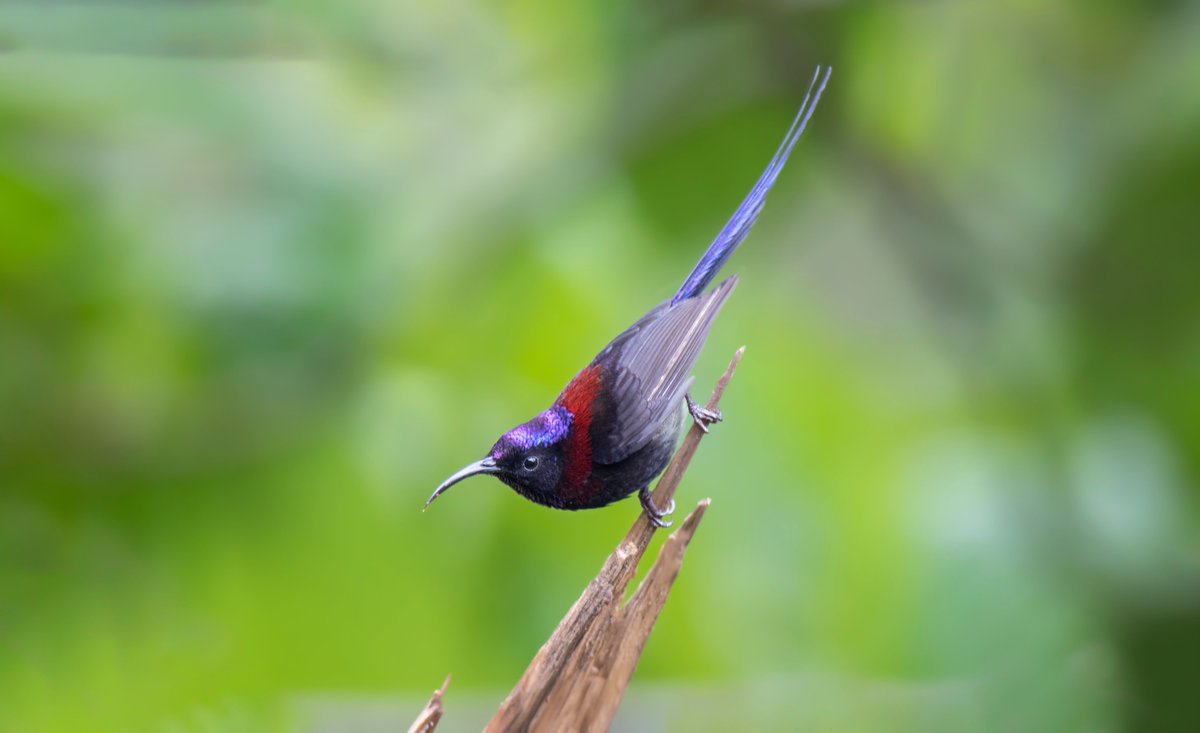 Black-throated Sunbird (Aethopyga saturata) is one of the species encountered during the #GlobalBirdWeekend.
#TwitterNatureCommunity #birdwatching #birdconservation #ornithology #birdphotography @global_birding