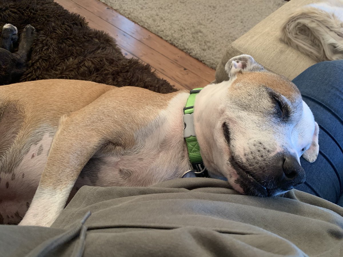 RachelMutters's tweet photo. Missing my dog sitting duties #RescueDogs #staffys #dogsitting #dogs #nevillerocks #oliverules https://t.co/hrRGRa6IZN