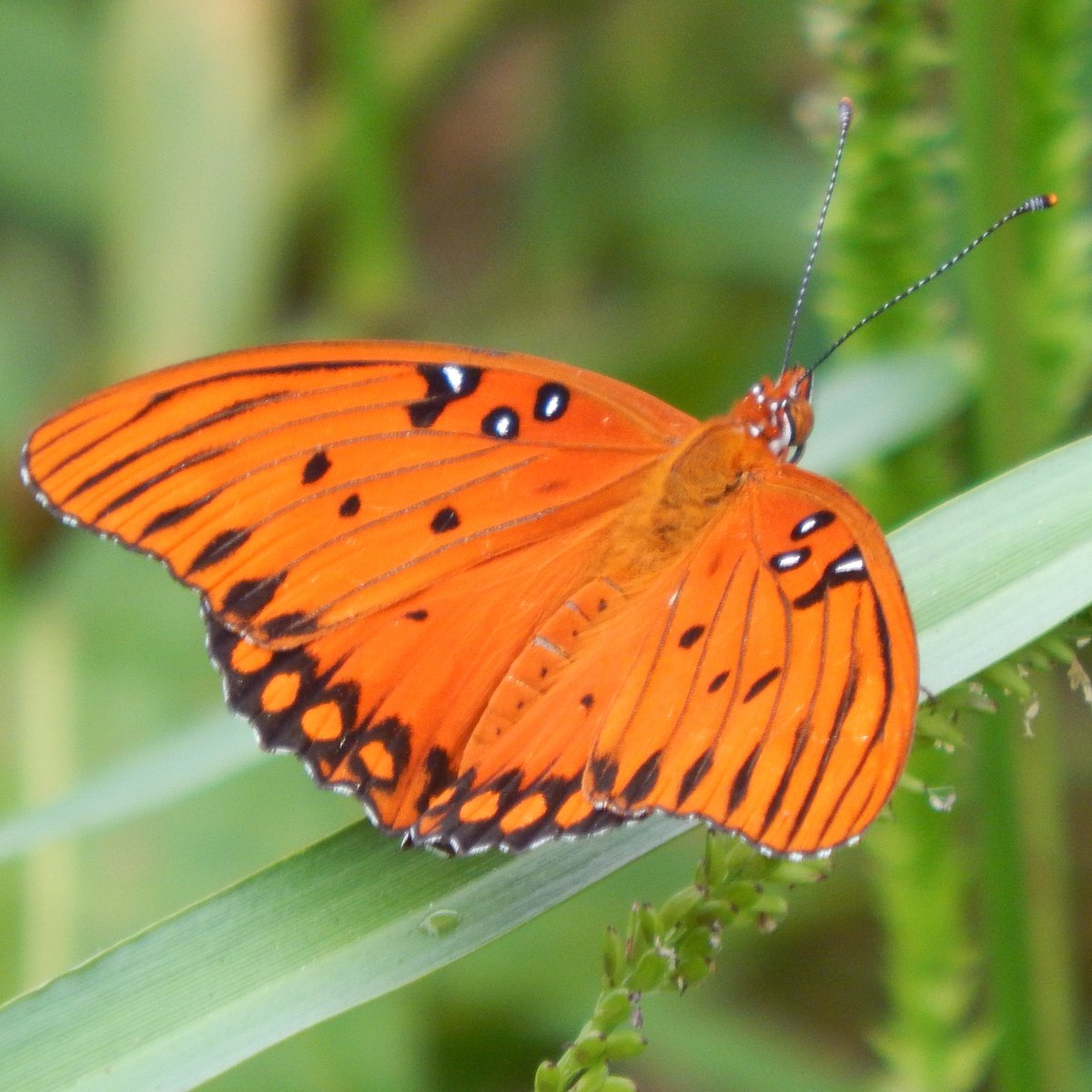 MarcTheSeeker's tweet photo. Over 300 Followers on Instagram! 

#passionbutterfly #butterfly https://t.co/qWaDmAfKTj